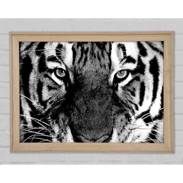 Tiger Stare B N W - Print Ebern Designs Size: 42cm H x 59.7cm W x 1.5cm D on Productcaster.