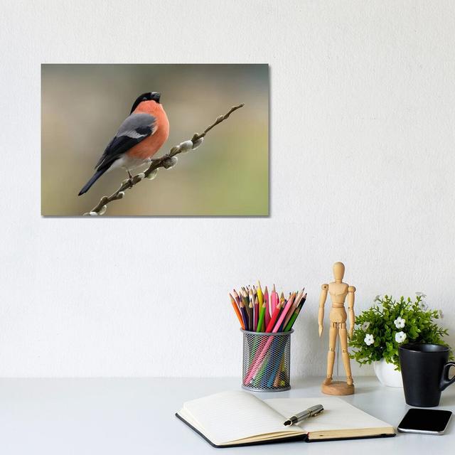 Such a Toff Bullfinch on Willow by Dean Mason - Photograph Print on Canvas Ebern Designs Format: Wrapped Canvas, Size: 20.32cm H x 30.48cm W x 1.91cm on Productcaster.