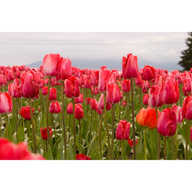 Tulip Fields by MarkHatfield - Wrapped Canvas Photograph 17 Stories Size: 20cm H x 30cm W x 3.8cm D on Productcaster.