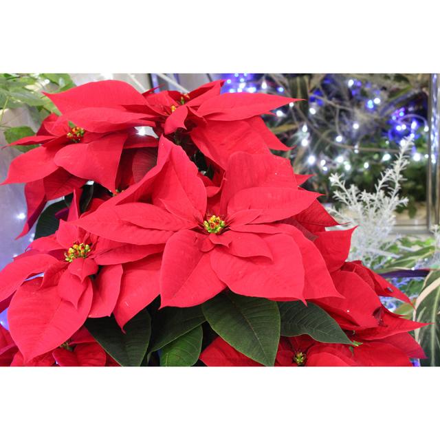 Red Poinsettia by Ranmaru_ - Wrapped Canvas Print Marlow Home Co. Size: 20cm H x 30cm W on Productcaster.