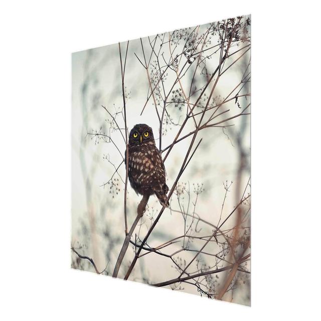 Owl in Winter - Photograph Print on Glass East Urban Home Size: 50 cm H x 50 cm W on Productcaster.