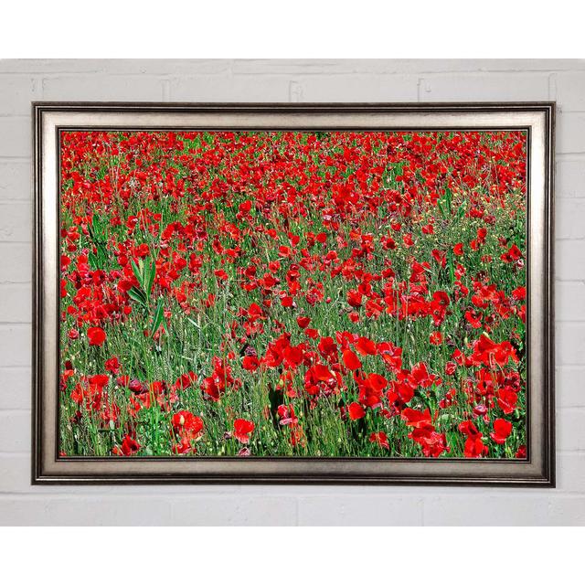 Red Poppy Field Framed Print Ophelia & Co. Size: 84.1cm H x 118.9cm W x 1.5cm D, Format: Gunmetal Framed Paper on Productcaster.