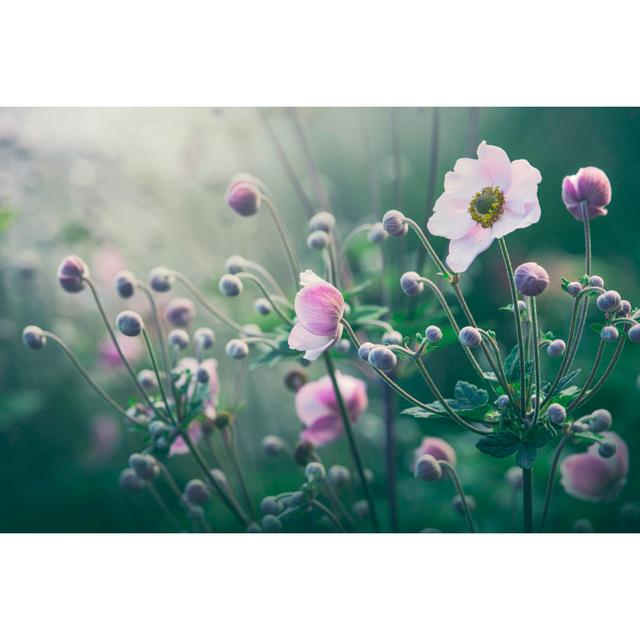 Anemone Flowers In Bloom by Marcus Lindstrom - No Frame Art Prints on Canvas 17 Stories Size: 80cm H x 120cm W on Productcaster.