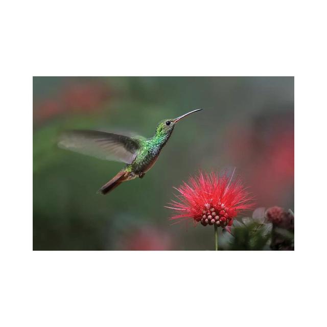 Rufous-Tailed Hummingbird at Fairy Duster Flower, Costa Rica by Tim Fitzharris - Wrapped Canvas Photograph Latitude Run Size: 45.72cm H x 66.04cm W x on Productcaster.