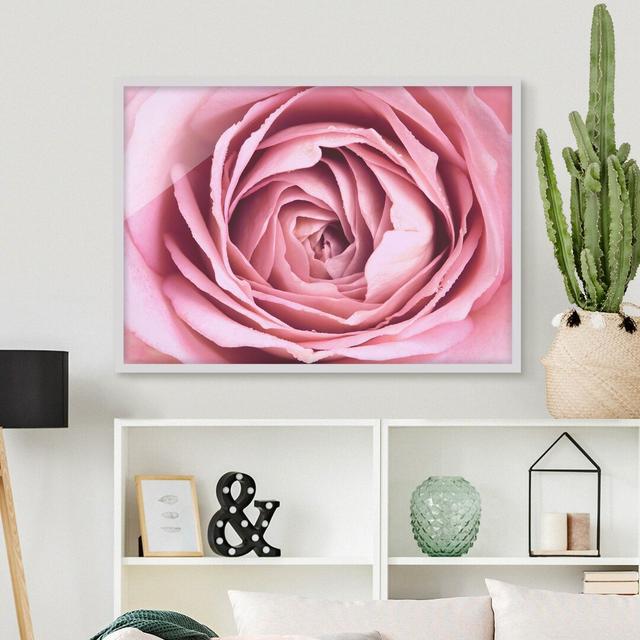 Gerahmtes Poster Pink Rose Flower Rosdorf Park Maße: 40 cm H x 55 cm B x 2 cm T, Rahmenauswahl: Weißer Rahmen on Productcaster.