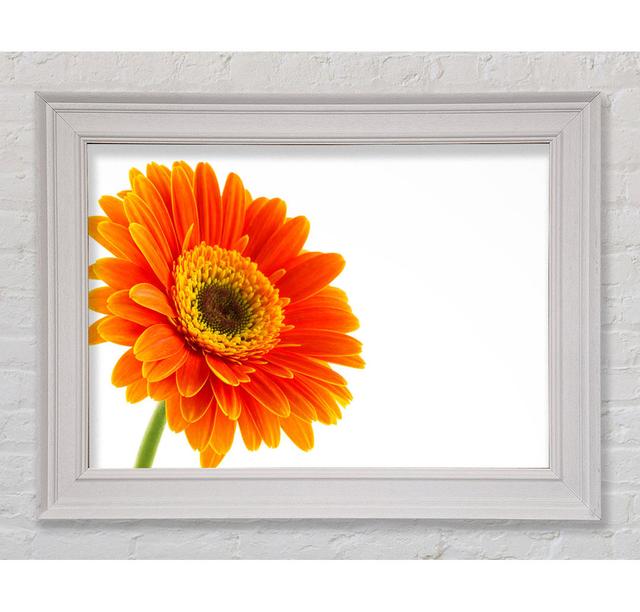 Gorgeous Orange Gerbera - Single Picture Frame Print August Grove Size: 21cm H x 42cm W on Productcaster.