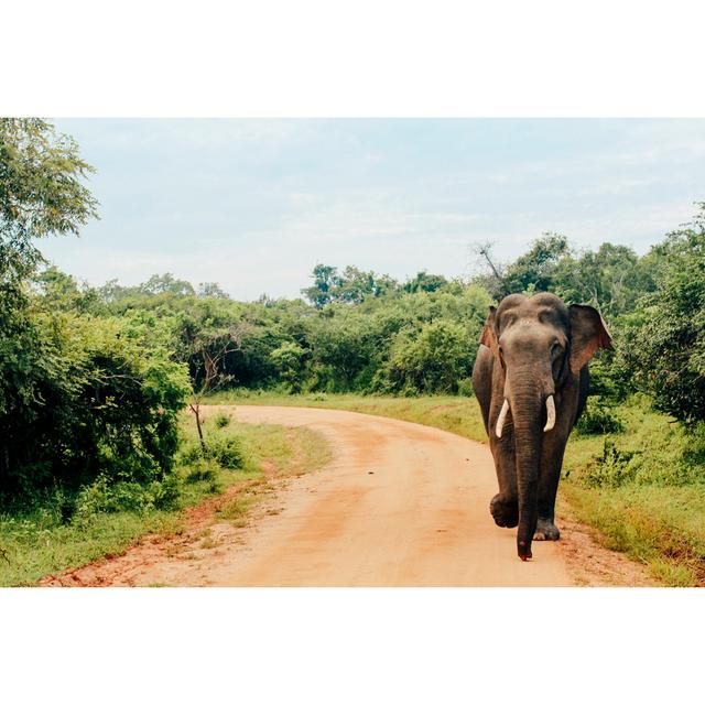 Asian Elephant Sri Lanka by SolStock - No Frame Art Prints on Canvas 17 Stories Size: 50cm H x 75cm W on Productcaster.