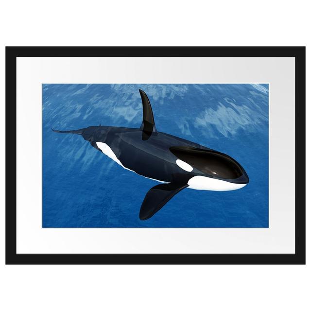 Gerahmtes Poster Orca im blauen Meer East Urban Home Größe: 40 cm H x 55 cm B on Productcaster.