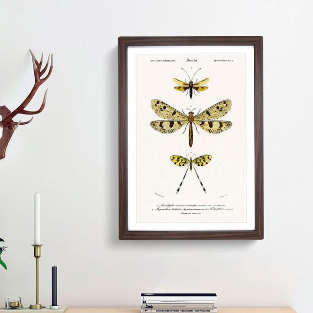 Butterfly Illustrations PL. 3 by Charles d' Orbigny - Picture Frame Graphic Art Print on MDF East Urban Home Frame Option: Walnut Framed, Size: 36cm H on Productcaster.