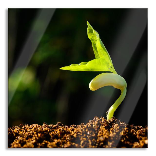 Small Green Seedling - Unframed Photograph on Glass Brayden Studio Size: 70cm H x 70cm W x 0.4cm D on Productcaster.