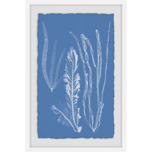 Seaweed Cyanotype IV - Picture Frame Graphic Art Print on Paper East Urban Home Size: 61cm H x 41cm W on Productcaster.