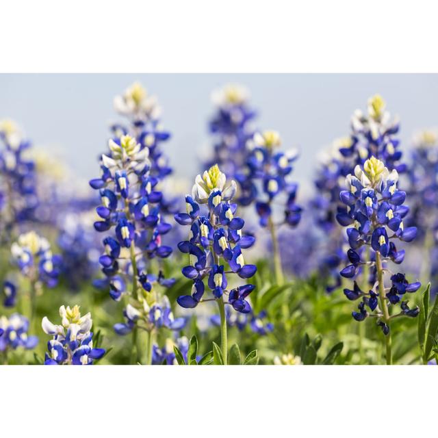 Texas Bluebonnets - Wrapped Canvas Photograph 17 Stories Size: 61cm H x 91cm W x 3.8cm D on Productcaster.