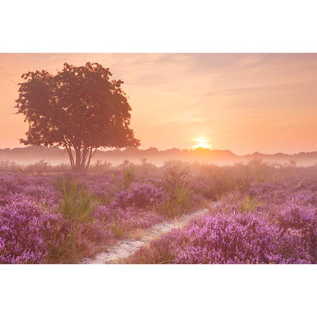 Fog Over Blooming Heather Near Hilversum - Wrapped Canvas Art Prints 17 Stories Size: 51cm H x 76cm W x 3.8cm D on Productcaster.