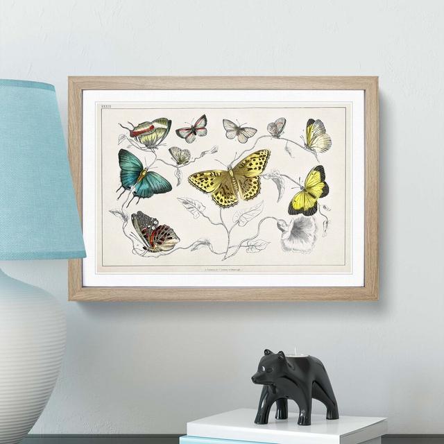 Assortment Of Butterflies XXXIX by Oliver Goldsmith - Single Picture Frame Painting East Urban Home Size: 33cm H x 45cm W x 2cm D, Format: Oak on Productcaster.