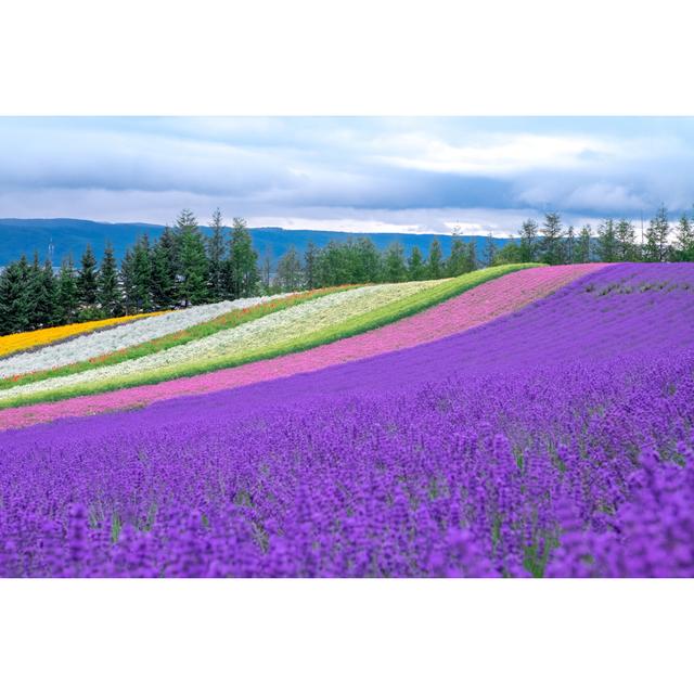 Colorful Field, Hokkaido, Japan Latitude Run Size: 81cm H x 122cm W x 3.8cm D on Productcaster.