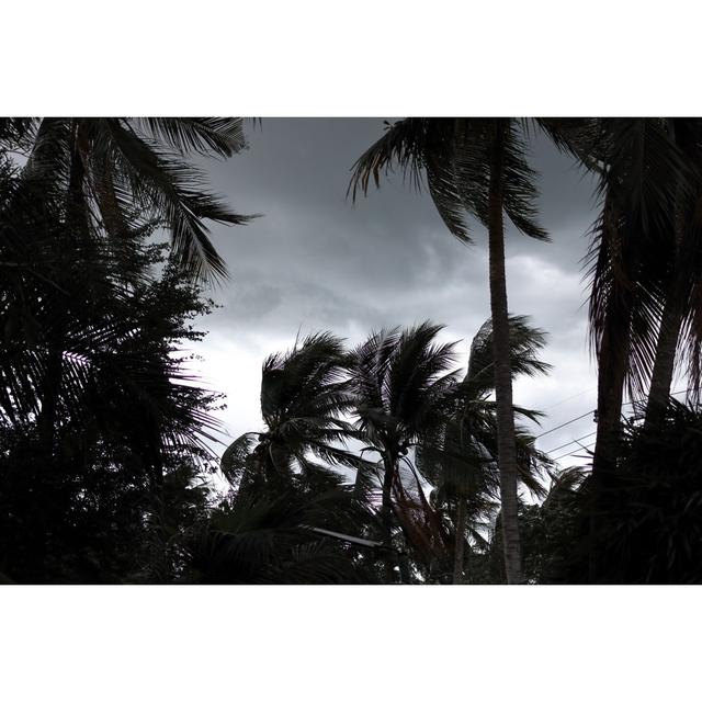 Palm Trees Blowing by Tuaindeed - Wrapped Canvas Print 17 Stories Size: 30cm H x 46cm W on Productcaster.