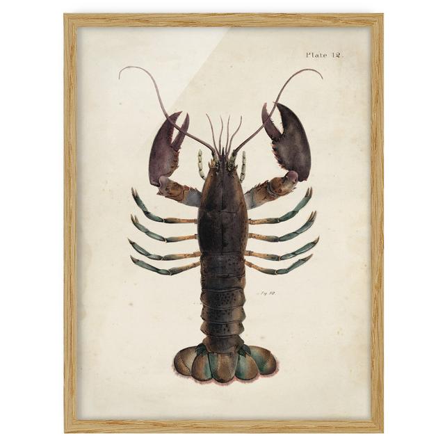 Picture With Frame - Vintage Illustration Lobster - Portrait 4:3 House of Hampton Frame Option: Brown Framed, Size: 70cm H x 50cm W x 2cm D on Productcaster.