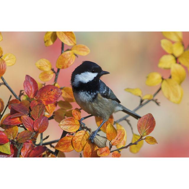 Coal Tit In Autumn by Schnuddel - No Frame Print on Canvas 17 Stories Size: 30cm H x 46cm W on Productcaster.