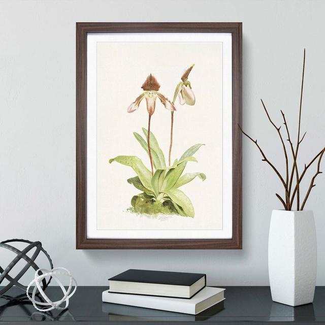 Magnolia Flowers Illustration Tab. 45 by Frederick Sander - Picture Frame Painting Print East Urban Home Frame Option: Walnut, Size: 76cm H x 50cm W x on Productcaster.