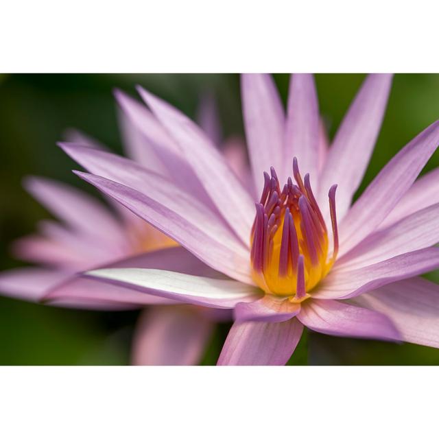 Single Lotus Flower by Andrew Haysom - Wrapped Canvas Print 17 Stories Size: 20cm H x 30cm W on Productcaster.