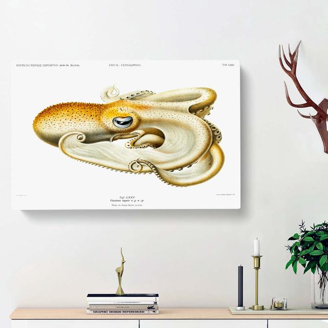 Velodona Octopus by Carl Chun - Wrapped Canvas Painting East Urban Home Size: 35cm H x 50cm W x 3cm D on Productcaster.