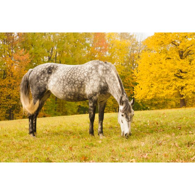 Willenhall Willenhall Grazing Horse On Glade by EugeneShatilo - Wrapped Canvas Print Alpen Home Size: 61cm H x 91cm W x 3.8cm D on Productcaster.