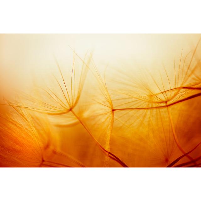 Dandelion Seed by Jasmina007 - Print 17 Stories Size: 20cm H x 30cm W on Productcaster.