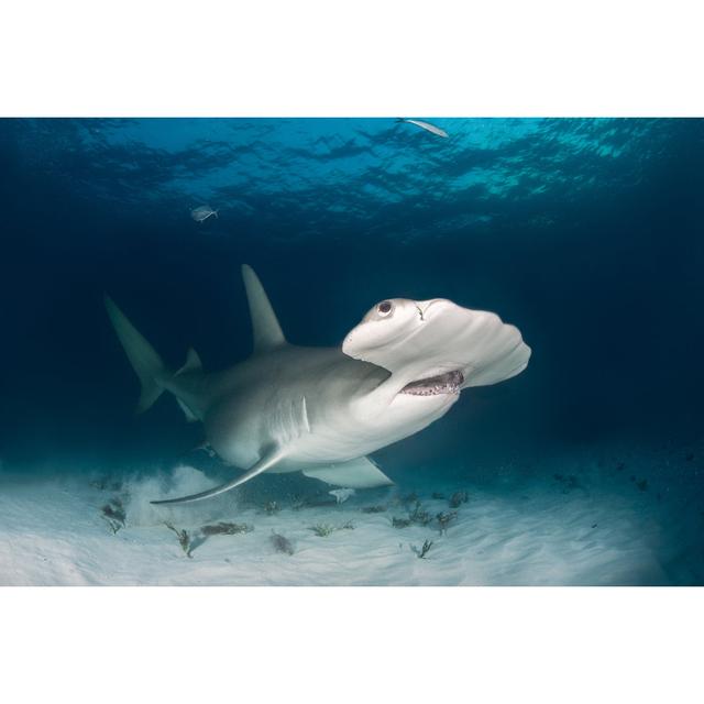 Hammerhead Shark by EXTREME-PHOTOGRAPHER - No Frame Art Prints on Canvas Beachcrest Home Size: 61cm H x 91cm W on Productcaster.