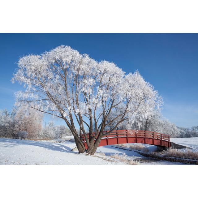 Zeveren Beautiful Snow Covered Tree - Wrapped Canvas Photograph Latitude Run Size: 61cm H x 91cm W x 3.8cm D on Productcaster.