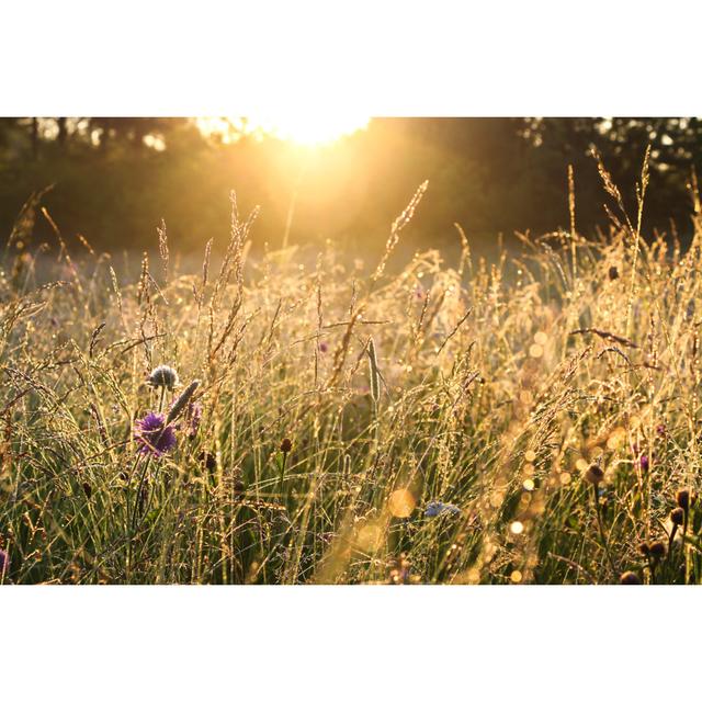 Sunrise over Summer Meadow by Yanikap - Wrapped Canvas Photograph 17 Stories Size: 30cm H x 46cm W on Productcaster.