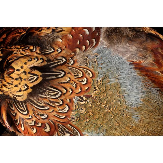 Pheasant Feathers by Kathryn8 - Wrapped Canvas Print 17 Stories Size: 61cm H x 91cm W on Productcaster.