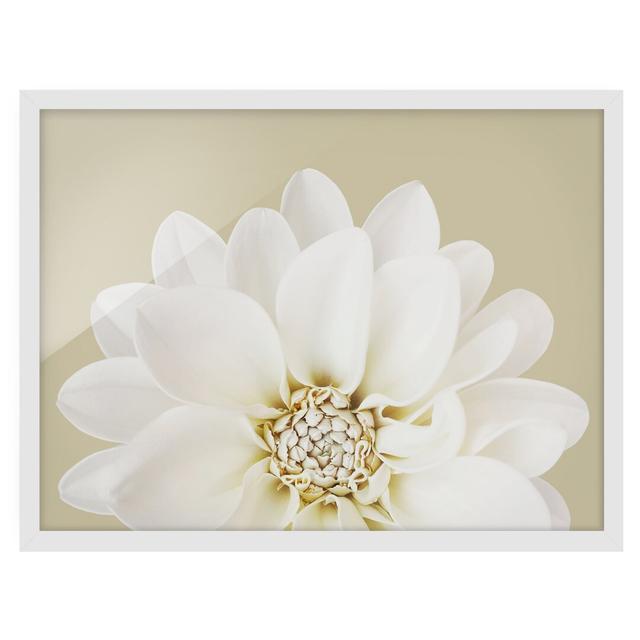 Dahlia White Pastel Sand - Picture Frame Graphic Art Ebern Designs Frame Option: White Framed, Size: 70cm H x 100cm W x 2cm D on Productcaster.