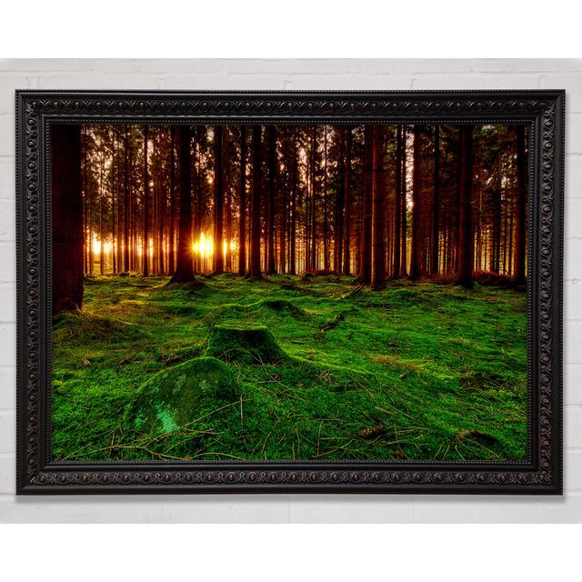 Beyond The Trees Framed Print Bright Star Size: 84.1cm H x 118.9cm W on Productcaster.