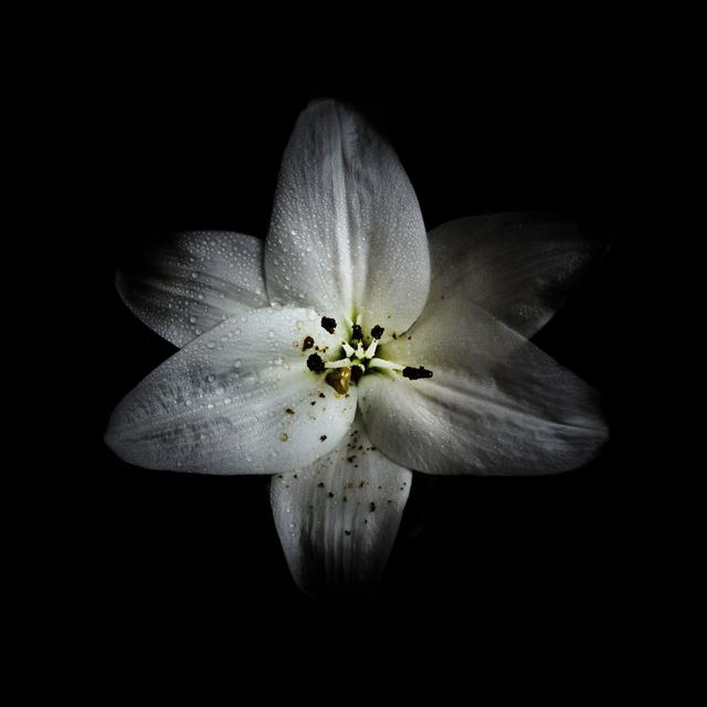 White Lily by Brian Carson - Wrapped Canvas Art Prints Latitude Run Size: 51cm H x 51cm W on Productcaster.