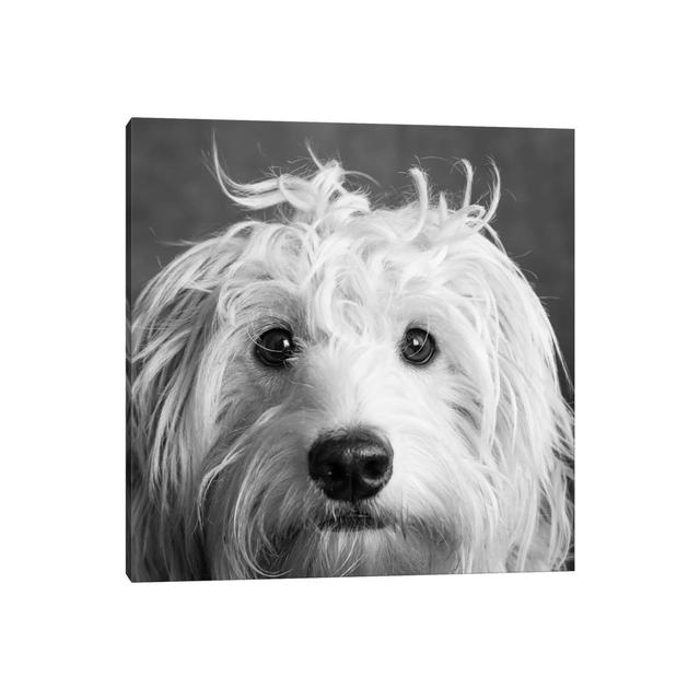 Portrait Of A Mini Golden Doodle Dog - Wrapped Canvas Print ClassicLiving Size: 45.72cm H x 45.72cm W x 3.81cm D on Productcaster.