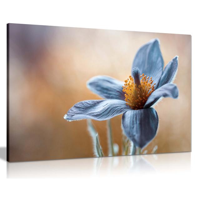 Blue Pasque Flower Floral Close up Artistic - Wrapped Canvas Art Prints Panther Print Size: 91cm H x 61cm W on Productcaster.