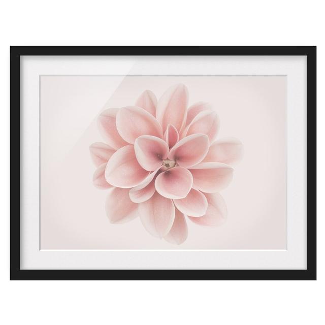 Dahlia Pink Pastel Flower Centered - Picture Frame Graphic Art Ebern Designs Size: 40cm H x 55cm W x 2cm D, Frame Option: Black Framed on Productcaster.