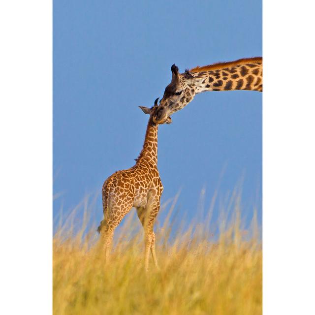 Giraffe And Calf - Wrapped Canvas Print Latitude Run Size: 122cm H x 81cm W x 3.8cm D on Productcaster.