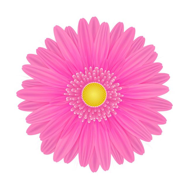 Edelgard Pink Gerbera Flower - Wrapped Canvas Photograph Latitude Run Size: 91cm H x 91cm W x 3.8cm D on Productcaster.