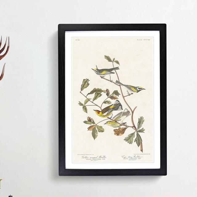 Warbler Birds by John Audubon - Picture Frame Painting Print East Urban Home Size: 48cm H x 36cm W x 2cm D, Frame Option: Black Framed on Productcaster.