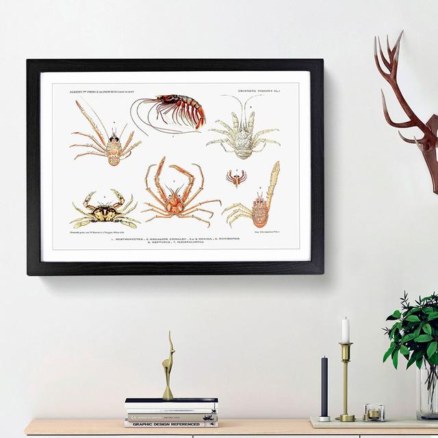 Crabs & Shrimps by Albert I - Picture Frame Painting Print East Urban Home Frame Option: Black Framed, Size: 36cm H x 48cm W x 2cm D on Productcaster.