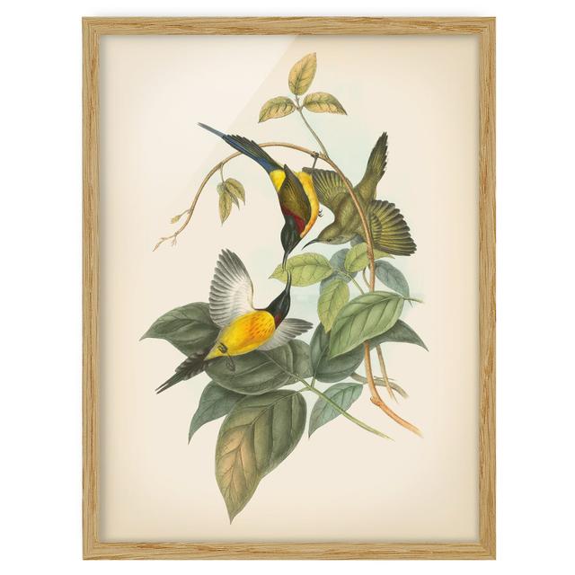 Vintage Illustration Tropical Birds IV - Picture Frame Graphic Art Marlow Home Co. Frame Option: Brown Framed, Size: 40cm H x 30cm W x 2cm D on Productcaster.