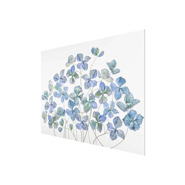 'Blue Hydrangea Flowers' Graphic Art on Glass East Urban Home Size: 60 cm H x 80 cm W on Productcaster.