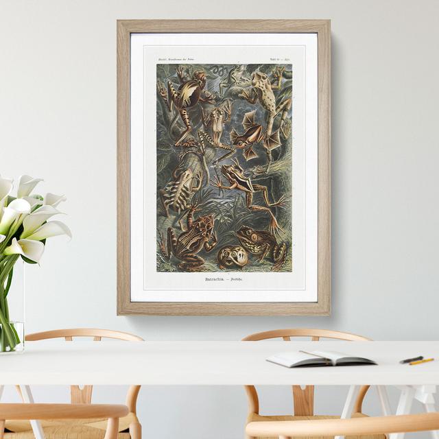 Frogs and Toads by Ernst Haeckel - Picture Frame Painting East Urban Home Size: 65cm H x 48cm W x 2cm D, Frame Option: Oak Framed on Productcaster.