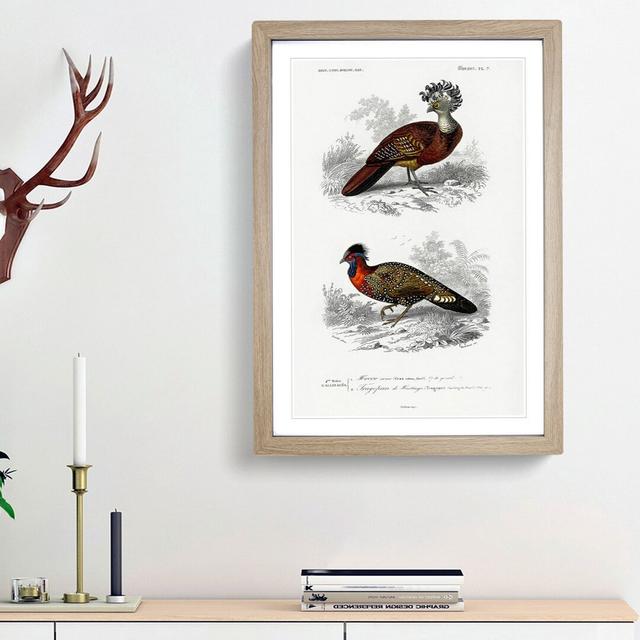 Bird Illustrations PL. 7 by Charles d' Orbigny - Picture Frame Painting Print on Paper East Urban Home Frame Option: Oak Framed, Size: 45cm H x 33cm W on Productcaster.