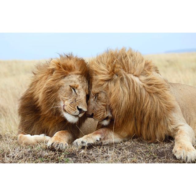 Lion Brothers by Stobi_de - Wrapped Canvas Photograph Latitude Run Size: 30cm H x 46cm W x 3.8cm D on Productcaster.