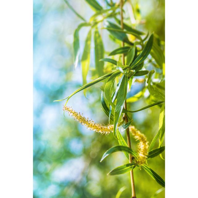 Weeping Willow Spring Branch by Gregory_DUBUS - No Frame Art Prints on Canvas 17 Stories Size: 122cm H x 81cm W on Productcaster.