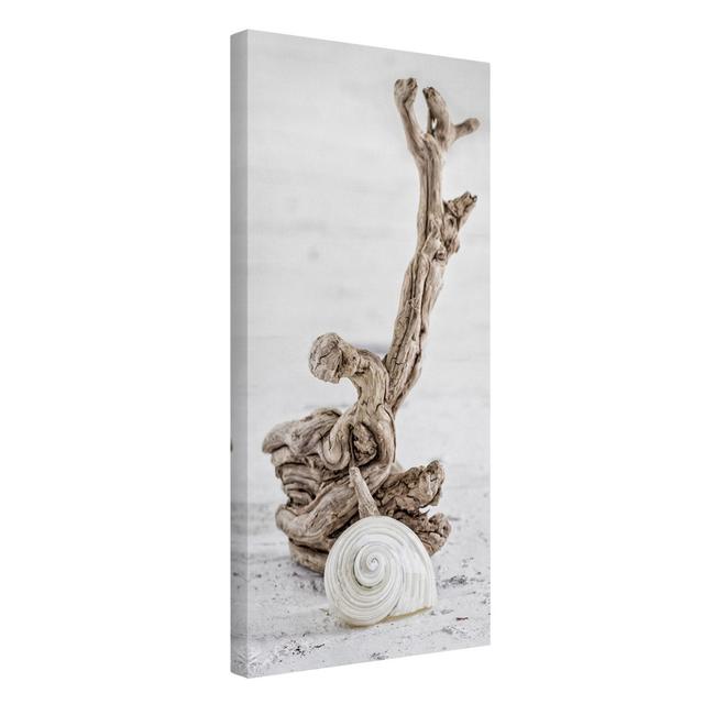 White Snail Shell and Root Wood by Uwe Merkel - Wrapped Canvas Photograph Highland Dunes on Productcaster.