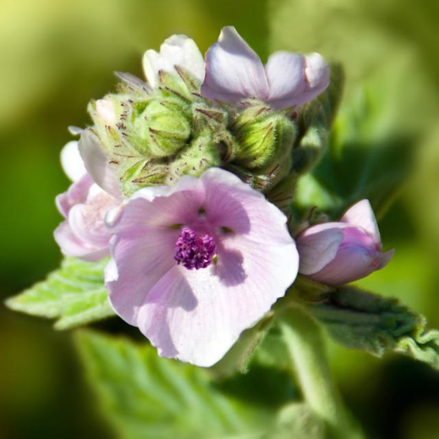 Laquania Marshmallow, Althaea Officinalis - Wrapped Canvas Photograph 17 Stories Size: 30cm H x 30cm W x 3.8cm D on Productcaster.