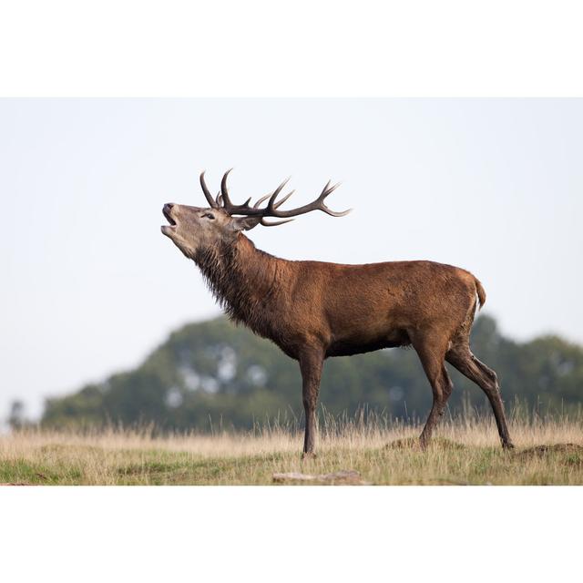 Red Deer by DamianKuzdak - No Frame Art Prints on Canvas - Leinwandbild Alpen Home Größe: 80 cm H x 120 cm B on Productcaster.